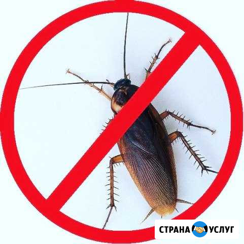 Уничтожение тараканов и клопов,удаление запахов Волгодонск - изображение 1