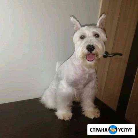Стрижка собак и кошек Ростов-на-Дону