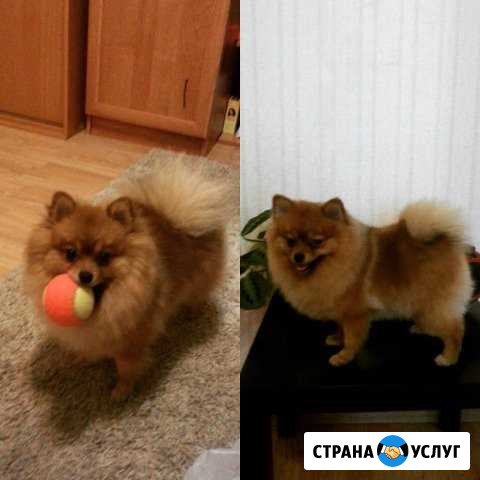 Профессиональный грумер на дом Люберцы - изображение 1