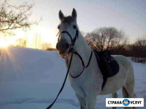 Аренда лошадей Красногорск