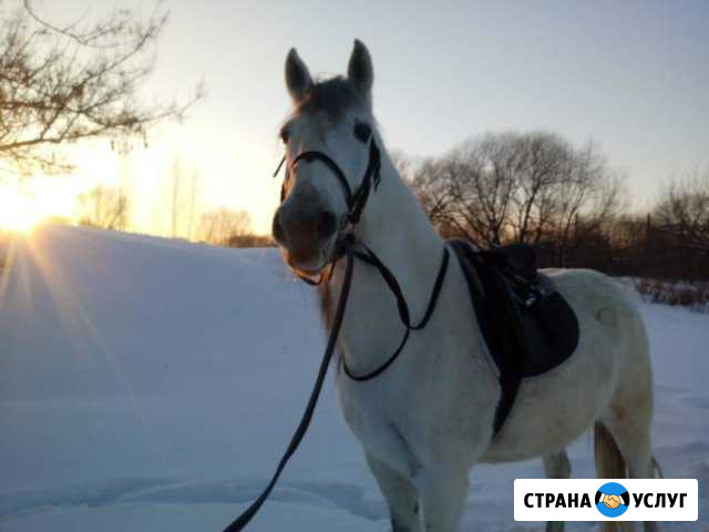 Аренда лошадей Красногорск - изображение 1