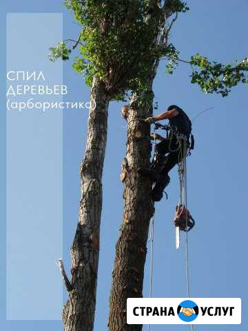 Спил деревьев Каменск-Шахтинский - изображение 1