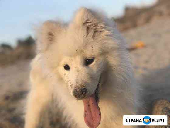 Самоедская лайка для фотосессий Северодвинск