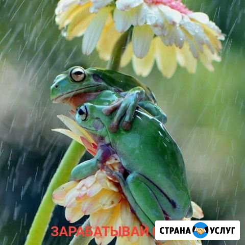 Обучение заработку Выселки - изображение 1