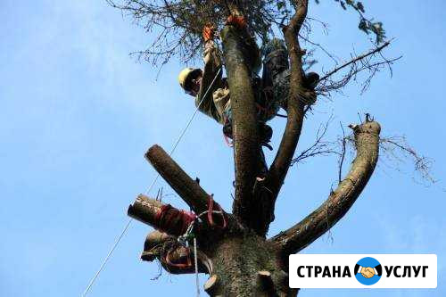 Спил, рубка деревьев любой сложности Санкт-Петербург - изображение 1