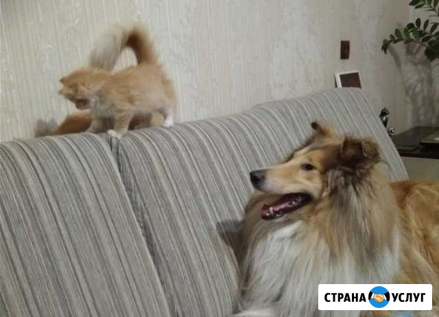 Химчистка диванов и другой мягкой мебели на дому Кемерово - изображение 1
