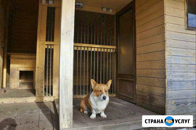 Передержка собак и кошек (гостиница) Выборг - изображение 1