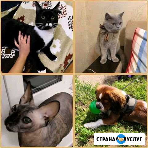 Домашняя передержка для кошек и собак Кострома - изображение 1