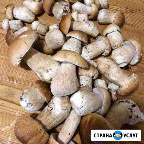 Грибы Владимир