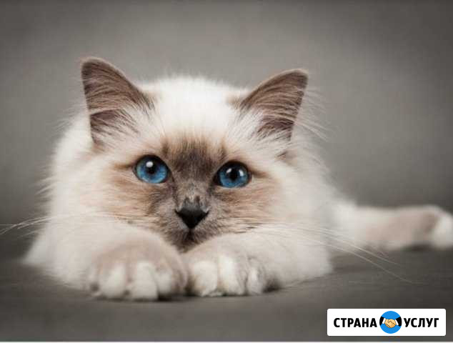 Возьму на передержку комочки счастья Калининград - изображение 1