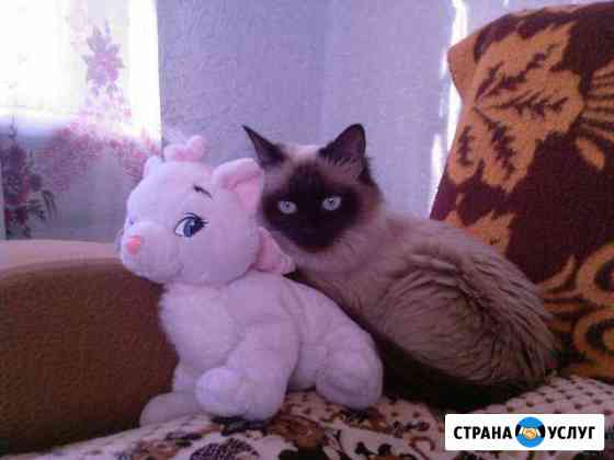 Передержка животных в доме и т.д Ярославль