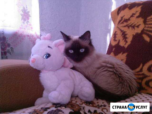 Передержка животных в доме и т.д Ярославль - изображение 1