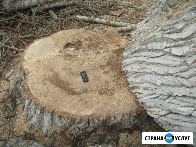 Спил деревьев.Корчевка. Снос построек Тула - изображение 1