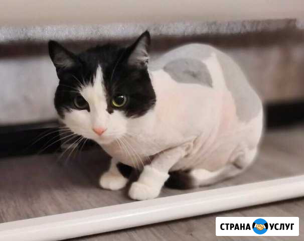 Стрижка собак и кошек Нягань - изображение 1