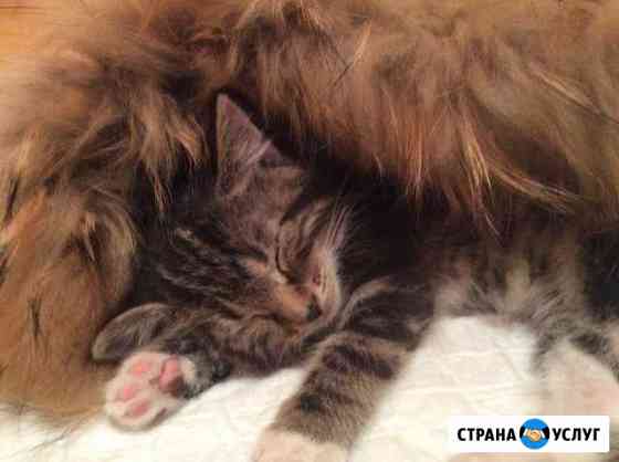 Передержка для кошек Видное