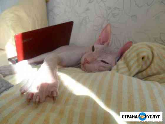 Случка Сургут