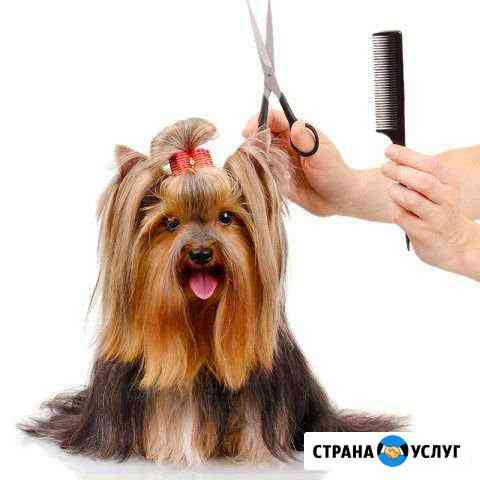 Стрижка собак Москва