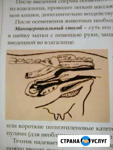 Искусственное осеменение крс Промышленная - изображение 1