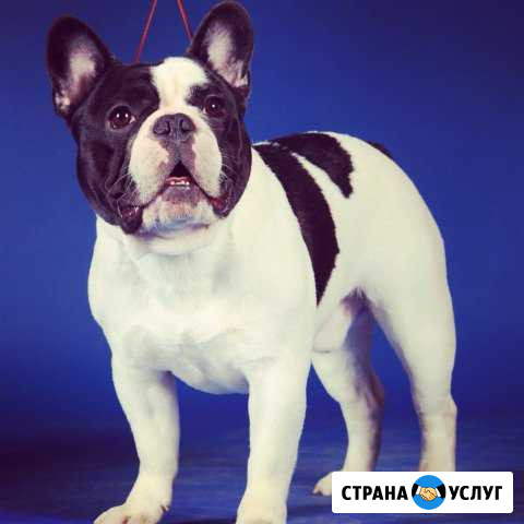 Французкий бульдог Москва - изображение 1