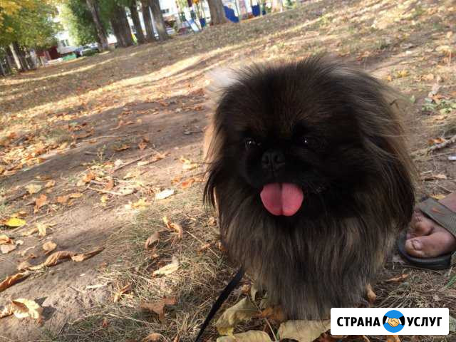 Вязка императорский пикинес Балаково - изображение 1