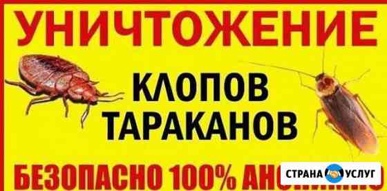 Уничтожения клопов и тараканов Новокузнецк