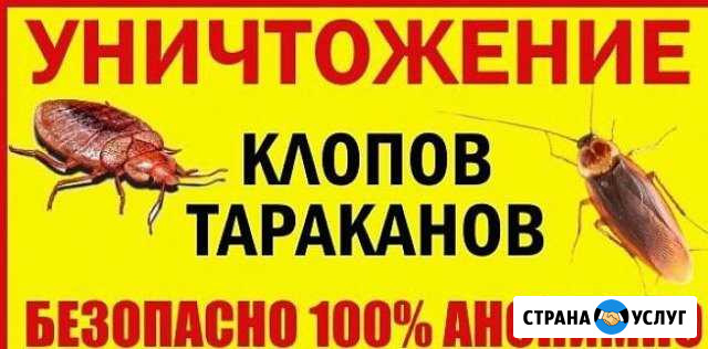 Уничтожения клопов и тараканов Новокузнецк - изображение 1