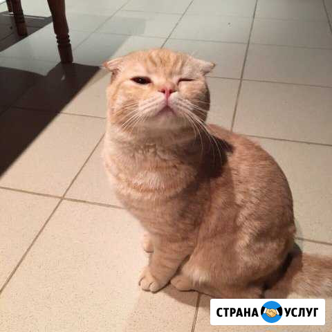 Ищем кошку для вязки Вологда - изображение 1