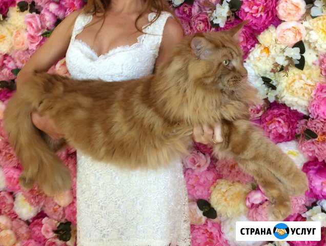 Мейн кун 12кг., вязка Москва - изображение 1