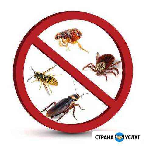 Уничтожение клопов, тараканов, блох Волжский Волгоградской области