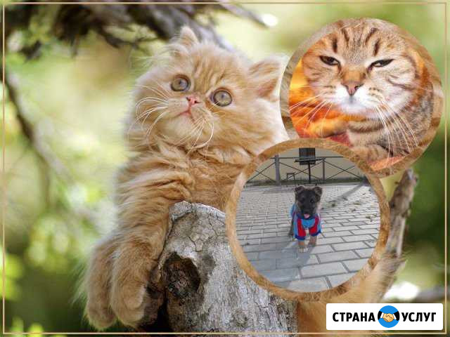 Услуги вет. врача Белореченск - изображение 1