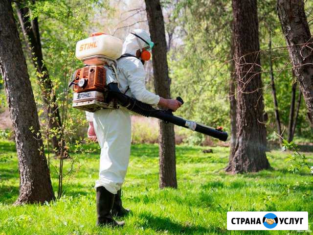 Обработка участка от клещей и комаров Тюмень - изображение 1