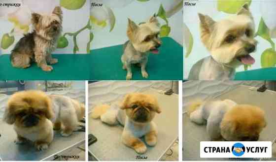 Стрижка собак и кошек. Ультразвуковая чистка зубов Москва