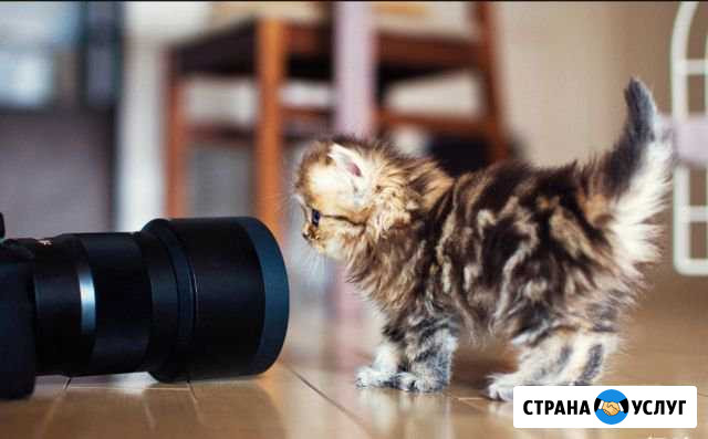 Фотограф домашних питомцев Мурманск - изображение 1