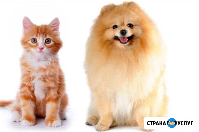 Стрижка собак и кошек разных пород.Груминг Петрозаводск - изображение 1