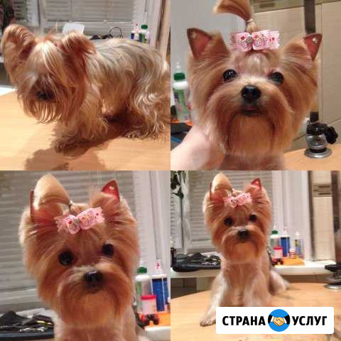 Груминг. Стрижка собак и кошек Королев - изображение 1