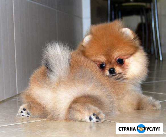 Передержка собак в домашних условиях Самара - изображение 1