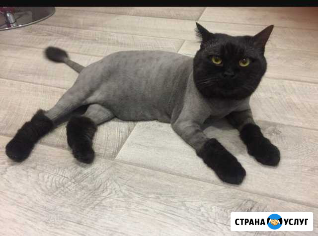 Стрижка кошек Новосибирск - изображение 1