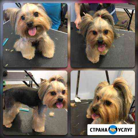 Стрижка собак и кошек. Грумер с выездом на дом Москва