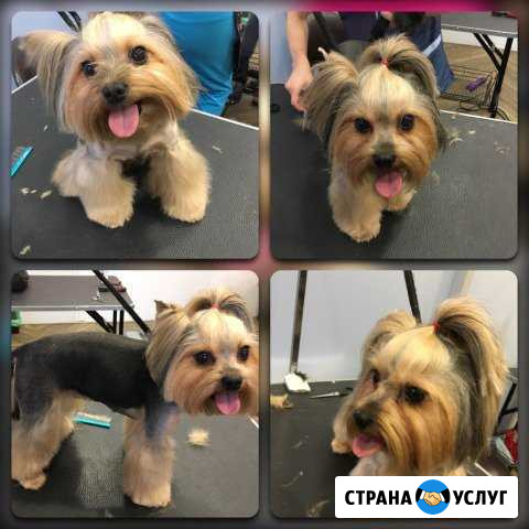 Стрижка собак и кошек. Грумер с выездом на дом Москва - изображение 1