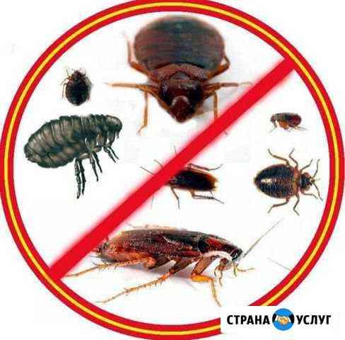 Уничтожение тараканов Хабаровск