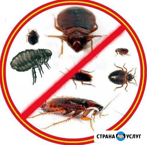 Уничтожение тараканов Хабаровск - изображение 1