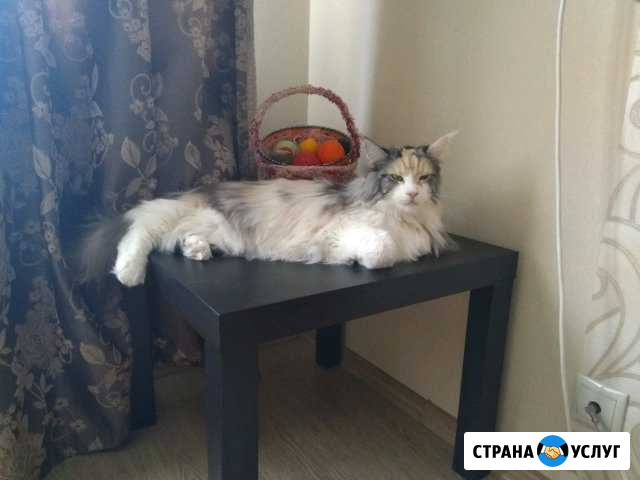 Передержка кошек Домодедово - изображение 1