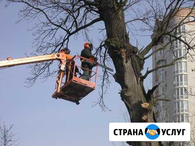 Валка деревьев Соликамск - изображение 1