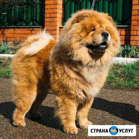 Кобели чау-чау Чемпионы для вязки крем,рыжий,чёрн Белореченск