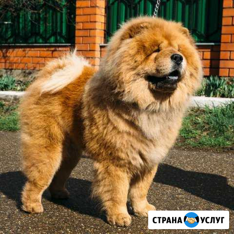 Кобели чау-чау Чемпионы для вязки крем,рыжий,чёрн Белореченск - изображение 1