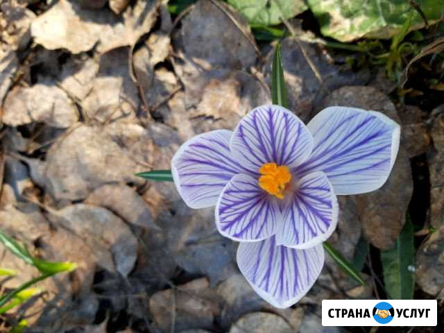 Покос, вспашка, озеленение в Можайске Можайск - изображение 1