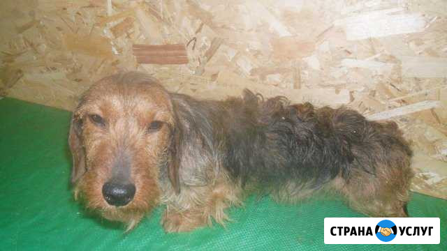 Тримминг такс Сергиев Посад - изображение 1