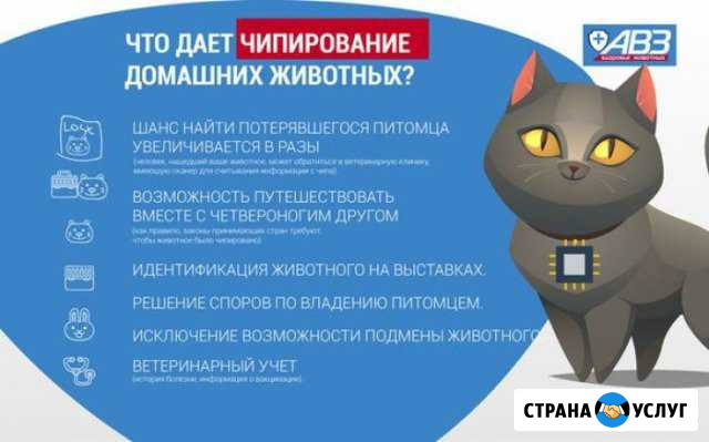 Чипирование кошек и собак Нальчик - изображение 1