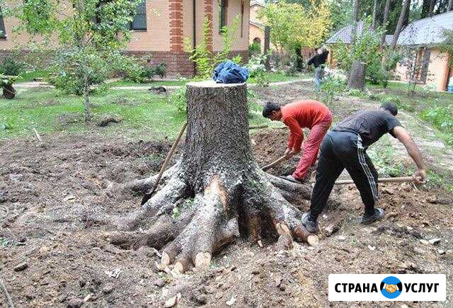 Расчистка участков,спил деревьев Сочи - изображение 1
