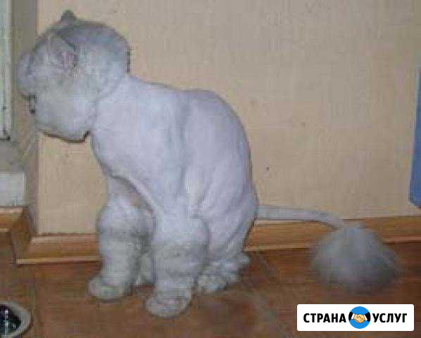 Стрижка собак и кошек Азов - изображение 1